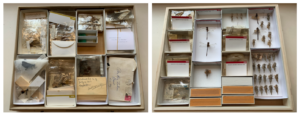 Before and after photos of drawers of dragonflies after recuration.